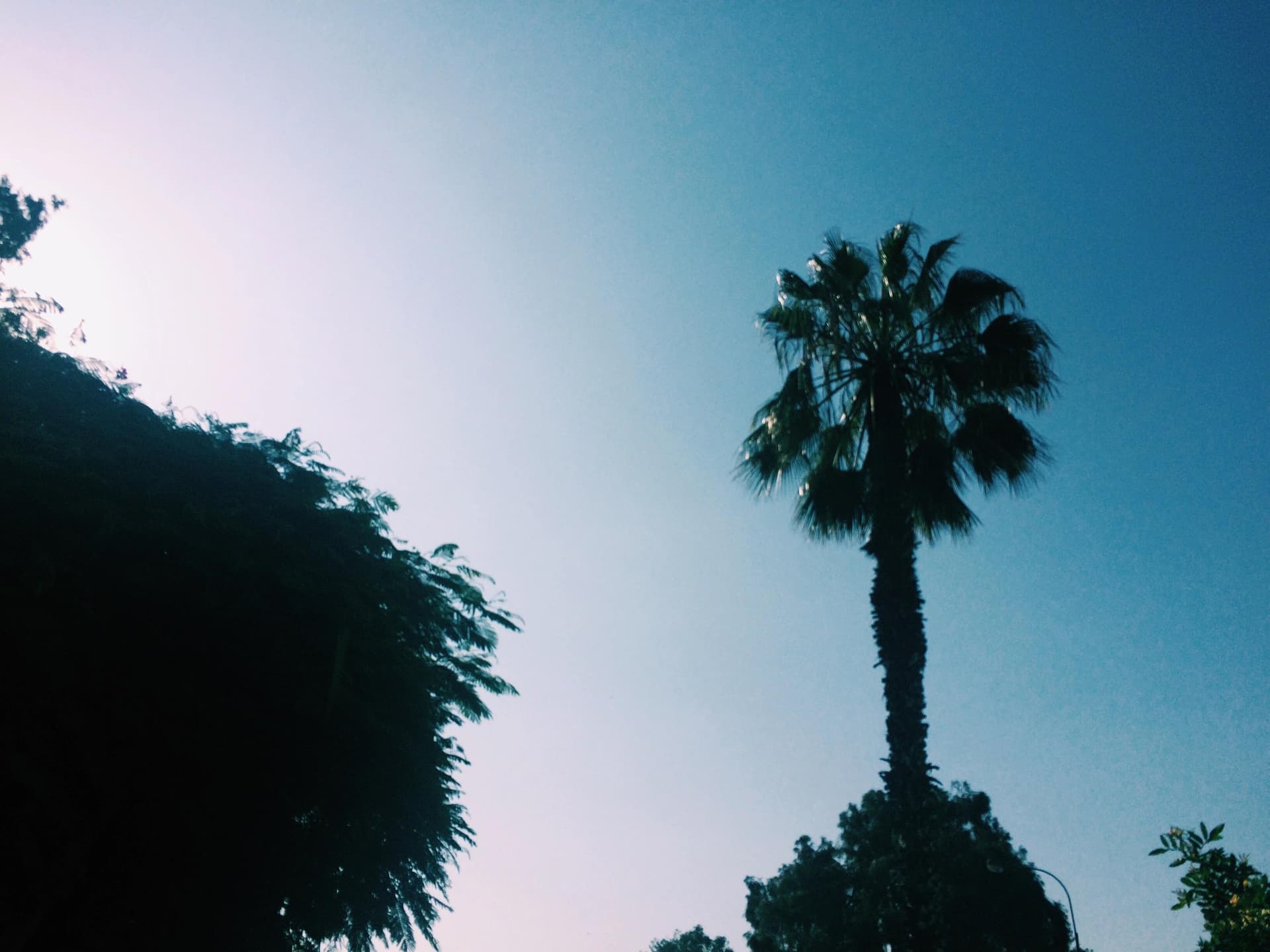 A tall palm tree stands majestically against a clear blue sky, showcasing its slender trunk and lush green fronds.